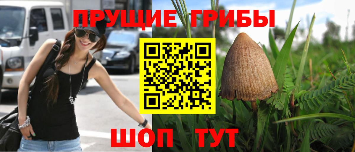 Псилоцибиновые грибы Cubensis Полысаево